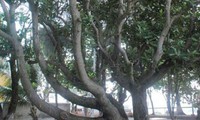 Kisah tentang pohon- pohon pusaka  di kabupaten kepulauan Truong Sa